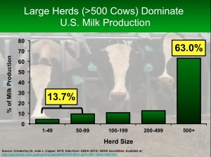 Large cows dominate