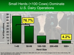 Small cows dominate